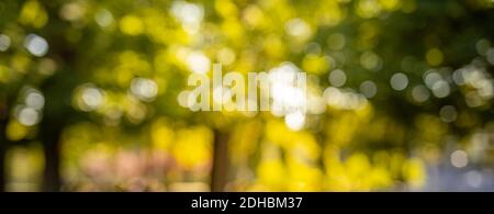 Autumnal natural bokeh with sun for background or backdrop. Blurred shot of autumnal forest banner for background. Artistic fall nature Stock Photo