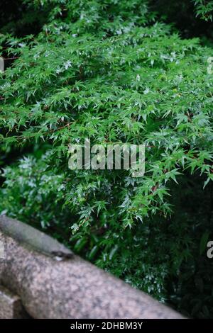 A vertical shot of green palm-shaped maple Stock Photo