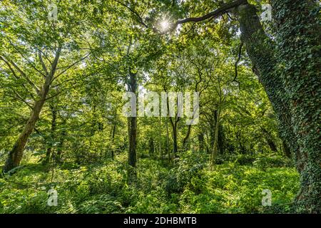 Sun beams through thick trees branches in dense green forest. Green nature landscape, forest trees with calm relaxing nature environment Stock Photo