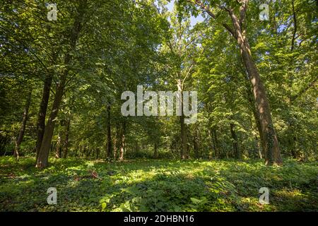 Sun beams through thick trees branches in dense green forest. Green nature landscape, forest trees with calm relaxing nature environment Stock Photo