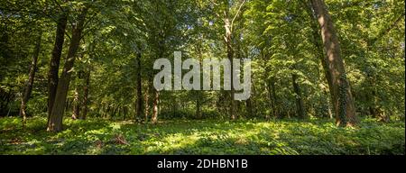 Sun beams through thick trees branches in dense green forest. Green nature landscape, forest trees with calm relaxing nature environment Stock Photo