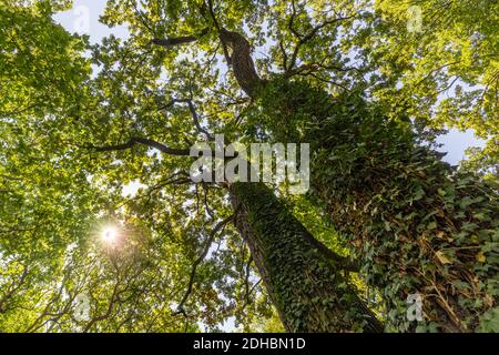 Sun beams through thick trees branches in dense green forest. Green nature landscape, forest trees with calm relaxing nature environment Stock Photo
