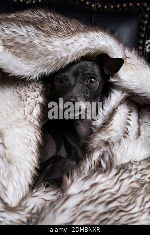 A brown Italian greyhound dog wlying in a fluffy fur blanket hiding being sleepy Stock Photo
