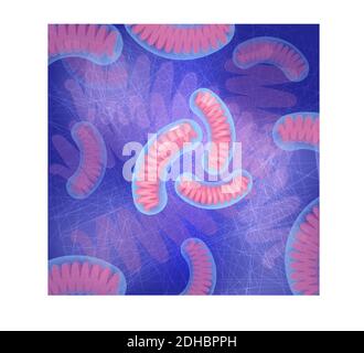 Three mitochondria on blue background. Vector illustration for your design, educational,  biology, scientific, and medical use. Stock Vector