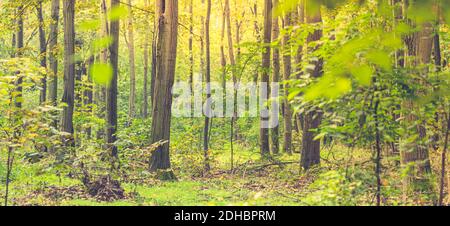 Natural archway shaped by branches in the forest. Natural forest of Spruce trees, Sunbeams green forest landscape, nature ecology banner template Stock Photo