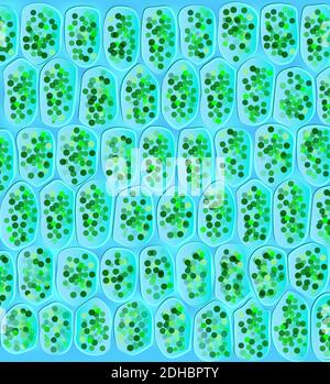 Chloroplasts are organelles found in plant cells and other eukaryotic organisms that conduct photosynthesis. Stock Vector