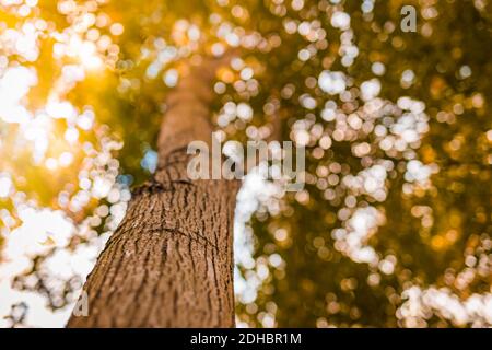 Tree trunk golden leaves and blurred sky, autumn background. Fall nature Stock Photo