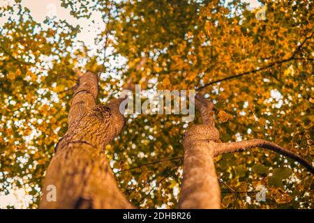 Tree trunk golden leaves and blurred sky, autumn background. Fall nature Stock Photo