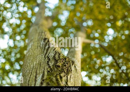 Tree trunk golden leaves and blurred sky, autumn background. Fall nature Stock Photo