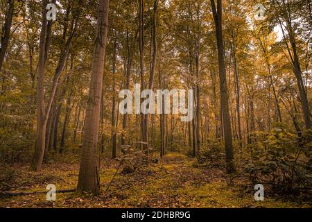 Amazing panorama of a gorgeous forest in autumn, a scenic landscape with pleasant warm sunshine, soft morning light. Relaxing peaceful nature forest Stock Photo