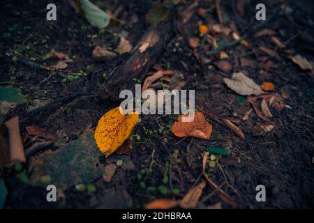 Fall leaves background, dark ground, soil with autumn leaves. Dramatic artistic seasonal nature background, vegetation, ecology concept Stock Photo