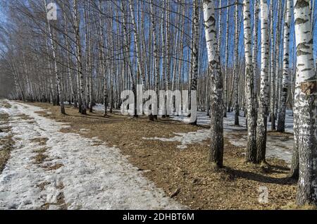 The edge of a birch grove in the early spring Stock Photo