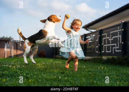 Adorable baby girl runs together with beagle dog in backyard on summer day. Stock Photo