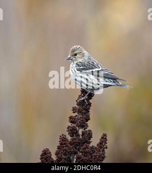 Female Pine Siskin perched on brown plant Stock Photo