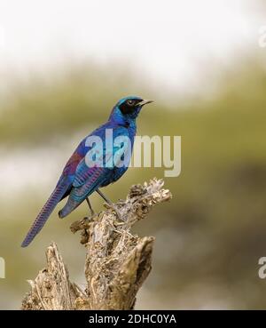 Burchell’s Starling perched on tree stump Stock Photo