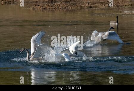 Two adult Trumpeter Swans attack a pair of immature swans on the Yellowstone River. Stock Photo