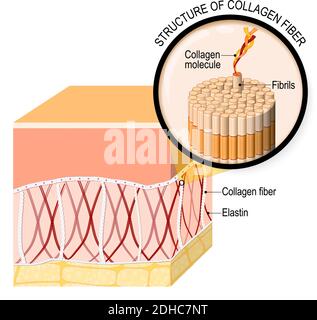 collagen fibers in a skin. Close-up of collagen molecule. Anatomy of the humans skin. Vector illustration for your design, educational,  biology Stock Vector