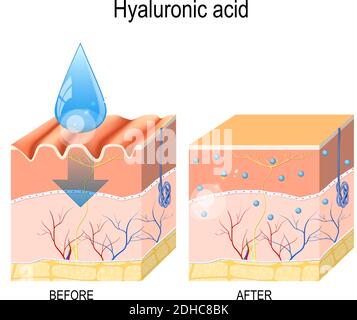 Hyaluronic acid. skin-care products. skin rejuvenation with help of hyaluronic acid Stock Vector