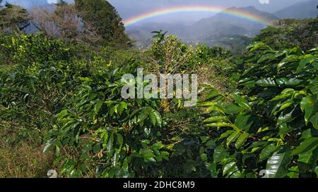 Coffee Plantation and rainbow in Boquete. Boquete, in the Chiriqui province, is known for its production of quality coffee. Stock Photo