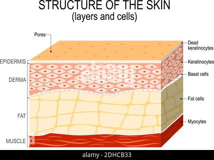 Structure of the human skin. Layers and cells Stock Vector