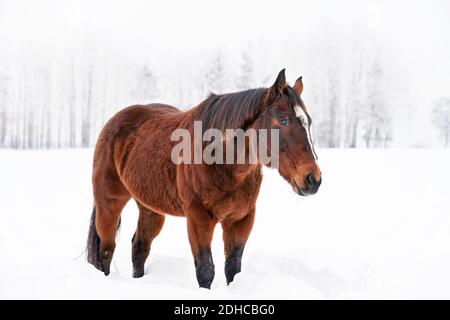 Dark brown horse walks on snow covered meadow, blurred trees in background Stock Photo