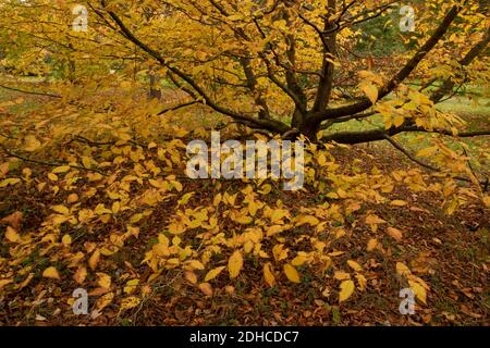 Dazzling autumnal leaf colour in Surrey, England, United Kingdom, Europe Stock Photo