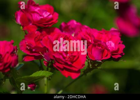 crimson red bushy roses in bloom, rose garden on sunny day Stock Photo