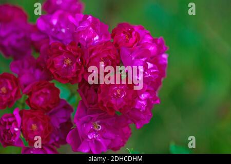 Red-violet small double roses against green grass Stock Photo