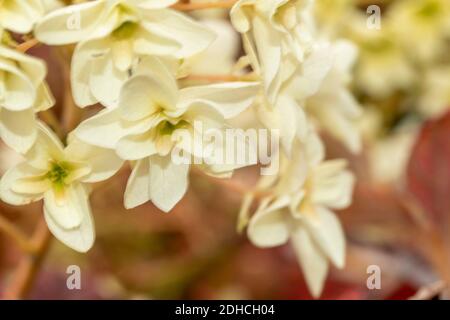 Hydrangea Quercifolia ‘Snowflake’, close up flower representation Stock Photo