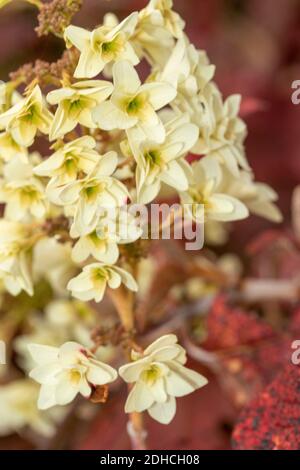 Hydrangea Quercifolia ‘Snowflake’, close up flower representation Stock Photo
