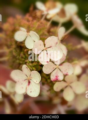 Hydrangea Quercifolia ‘Snowflake’, close up flower representation Stock Photo
