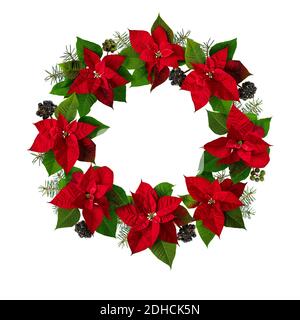 Poinsettia Christmas Eve flowers, ivy and fir tree branches wreath isolated on white. Flor de Pascua. Red euphorbia pulcherrima plant. Stock Photo