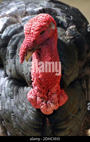 The Domestic Turkey (Meleagris Gallopavo Domesticus). Male Domestic ...