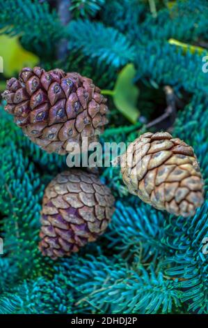 Cone,strobilus,is an organ on plants in the division Pinophyta ,conifers Stock Photo