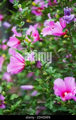 Hibiscus syriacus Althea, Rose of Sharon shrub in full bloom during summer. USA. Stock Photo