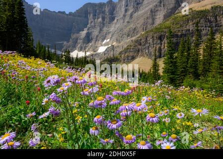 Yellow Wildflowers in Glacier National Park, Montana Stock Photo - Alamy