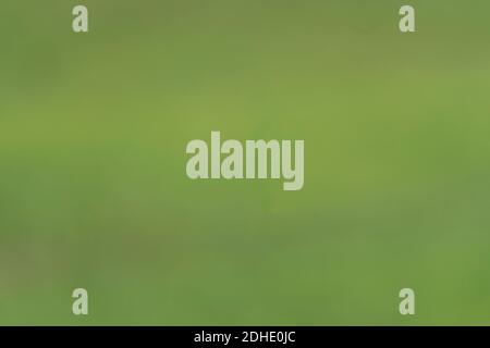 blurred green background with space for text bokeh Stock Photo