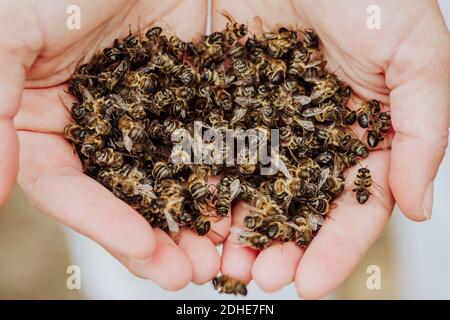 A lot of dead bees in a hands Stock Photo