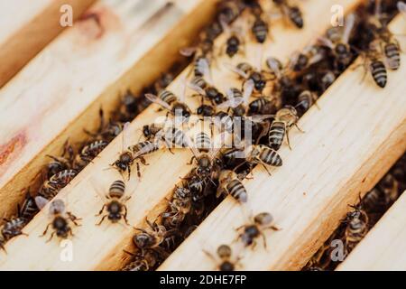 A lot of bees in a honeycomb Stock Photo