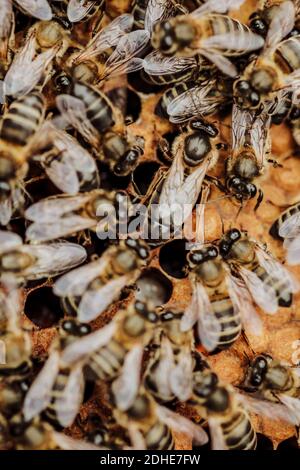 The queen bee in a honeycomb Stock Photo