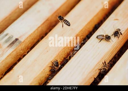 A loot of bees in a honeycomb Stock Photo