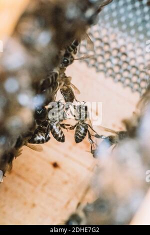 Some bees in a honeycomb Stock Photo