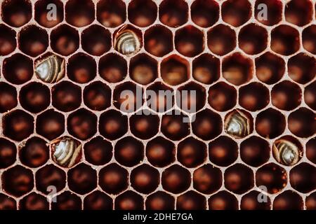 Dead bees in a honeycomb Stock Photo