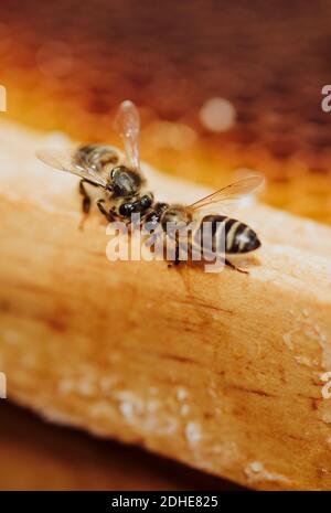 Bees working on a honeycomb Stock Photo