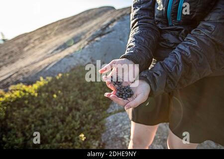 person cups hands full of wild blueberries on mountain top, Maine Stock Photo