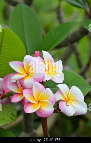 Plumerias are common ornamental plants in houses, gardens, parks and open spaces in Southeast Asia. Prominent colors include reds, pinks, and yellows. Stock Photo