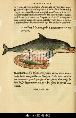 L'histoire naturelle des estranges poissons marins Stock Photo