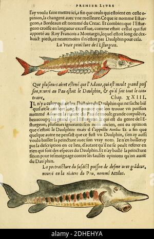 L'histoire naturelle des estranges poissons marins Stock Photo