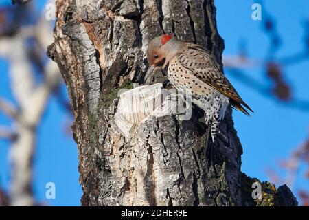 Northern flicker (Colaptes auratus), yellow-shafted, foraging in a tree, Calgary, Carburn Park, Alberta, Canada Stock Photo