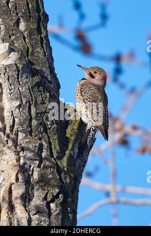 Northern flicker (Colaptes auratus), yellow-shafted, foraging in a tree, Calgary, Carburn Park, Alberta, Canada Stock Photo